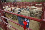 First prize pen of Scotch Mule Lambs